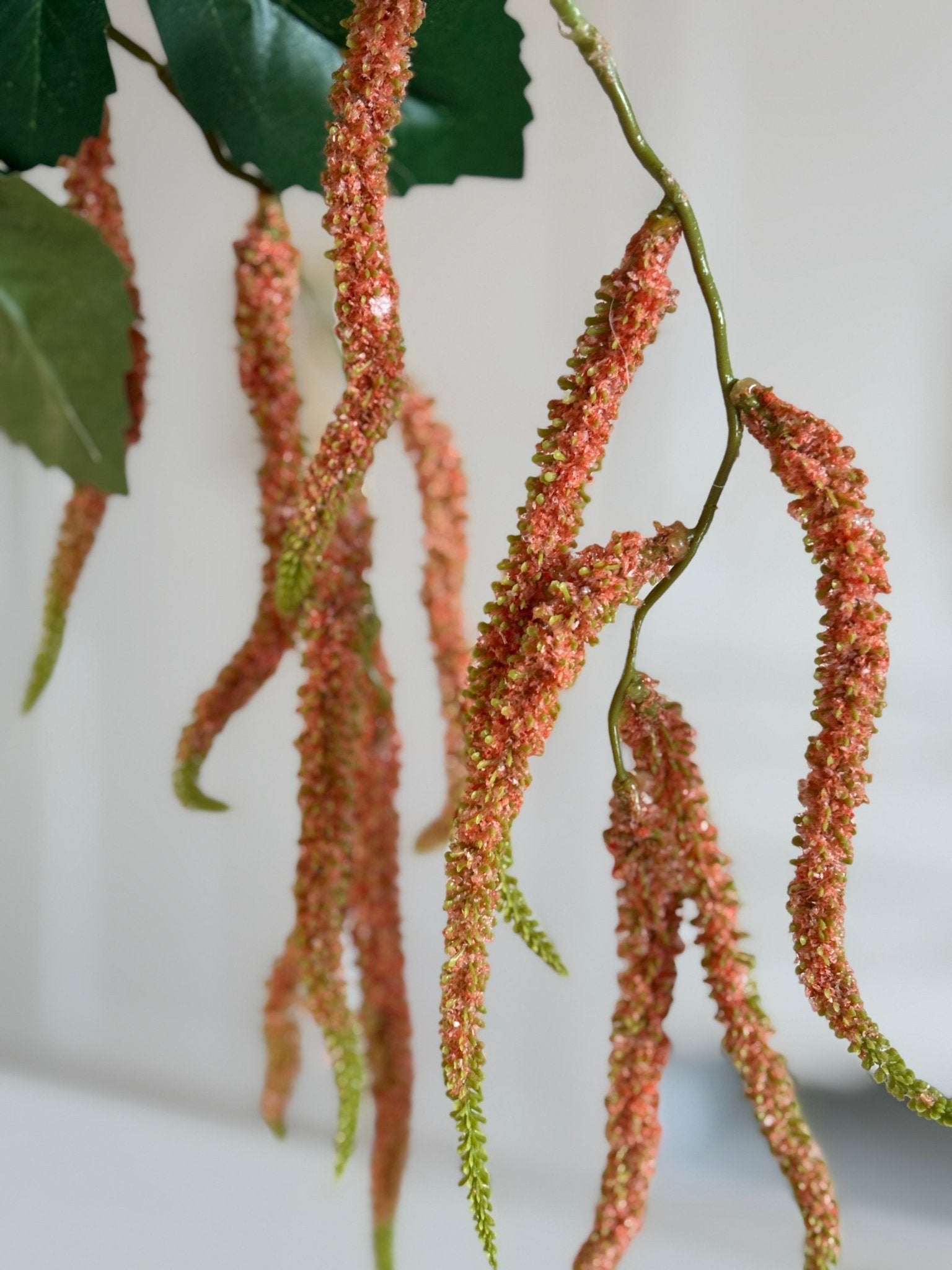 Amaranthus Rævehale - Orange - Rare Copenhagen