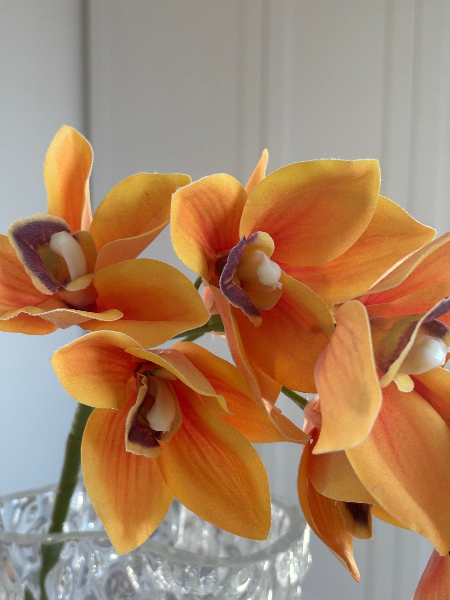 Cymbidium Orkide - Orange - Rare Copenhagen