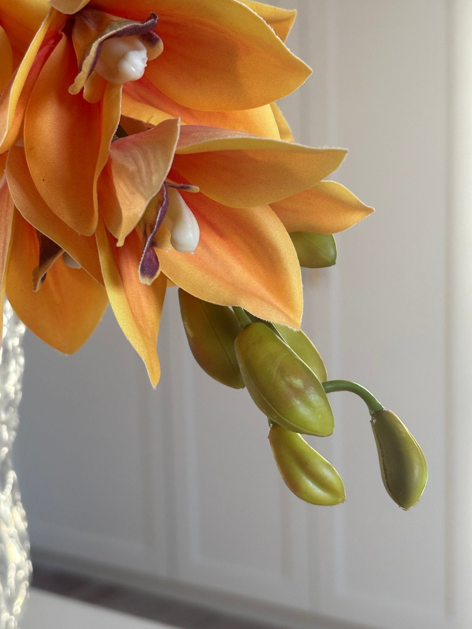 Cymbidium Orkide - Orange - Rare Copenhagen