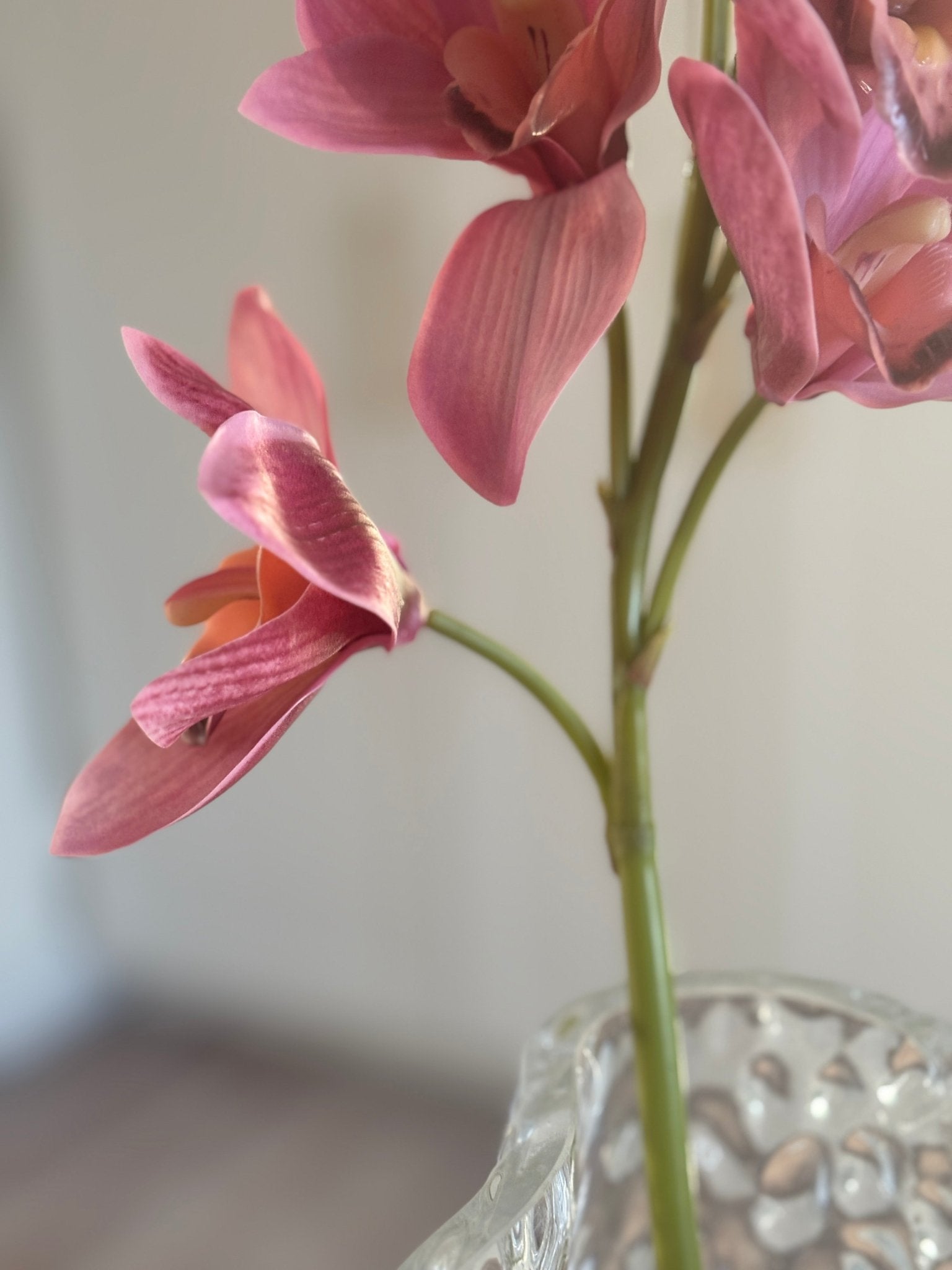 Cymbidium Orkidé - Pink - Rare Copenhagen
