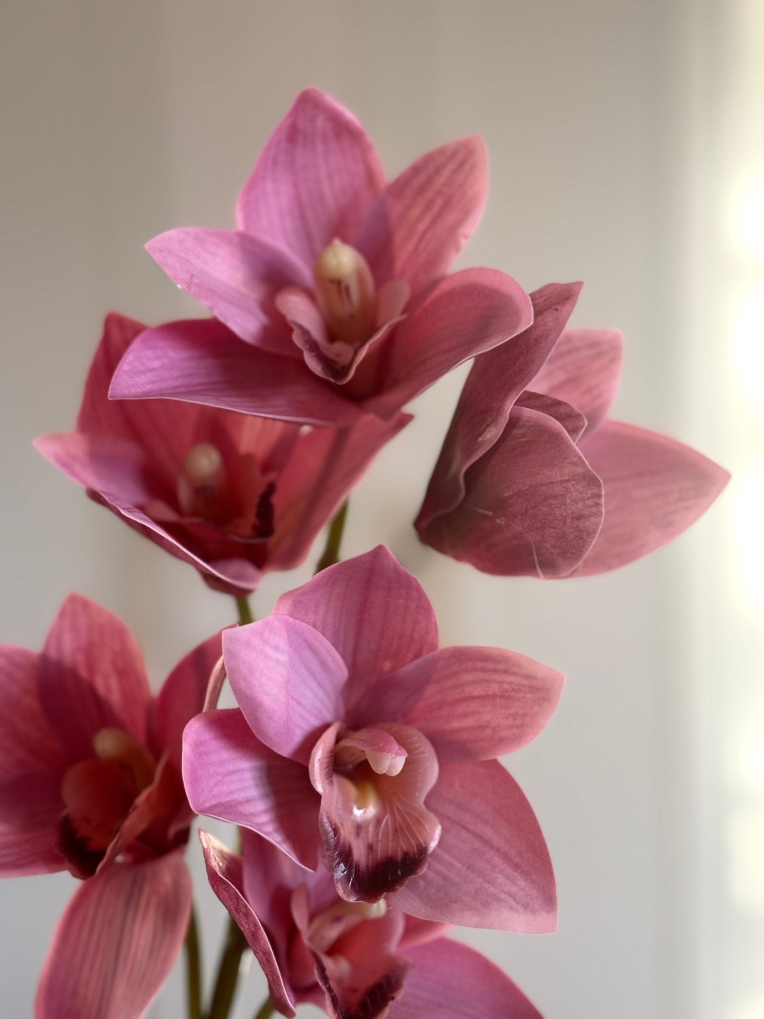 Cymbidium Orkidé - Pink - Rare Copenhagen