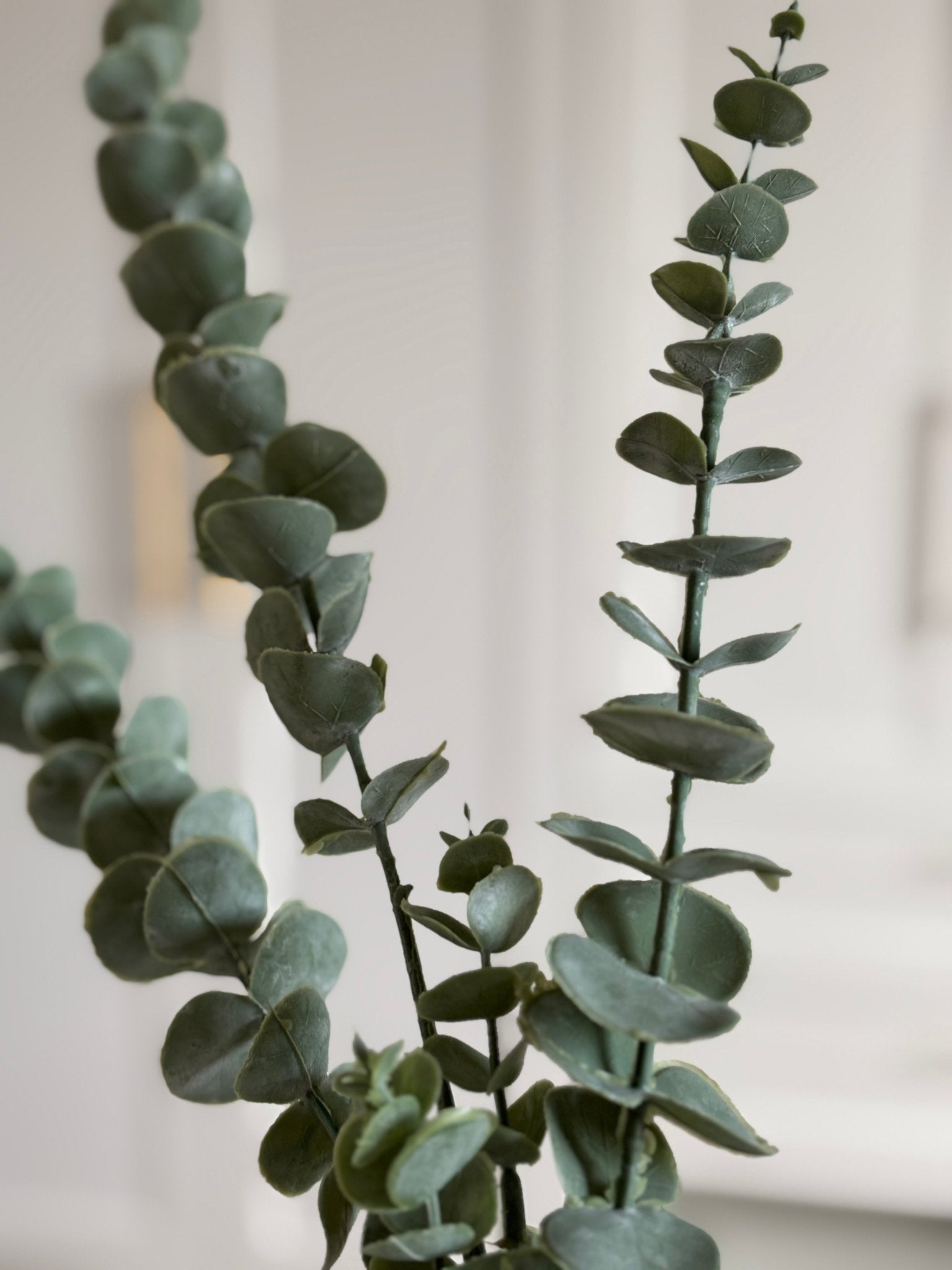Eucalyptus Gren - Rare Copenhagen