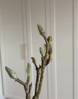 Magnoliagren Knopper