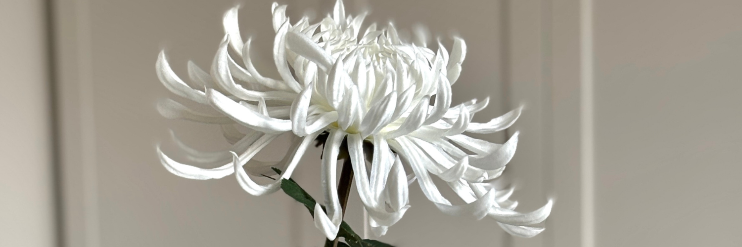 Chrysanthemum