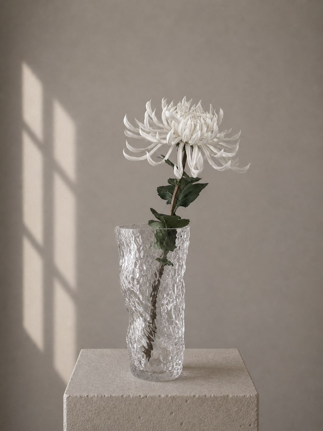 Chrysanthemum Stor - Hvid