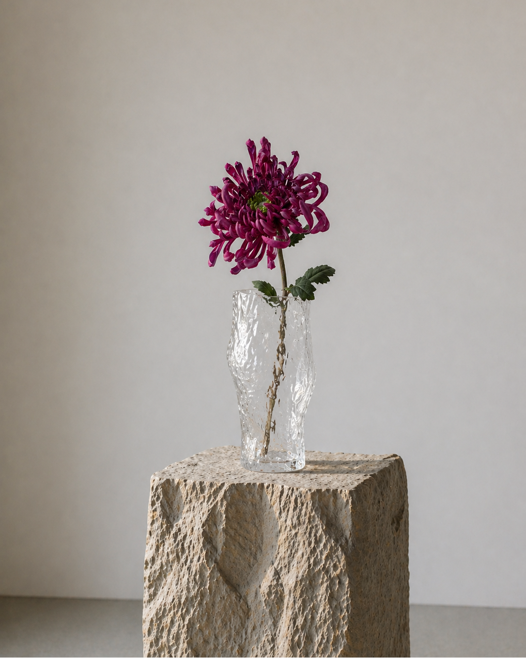 Chrysanthemum Stor - Pink