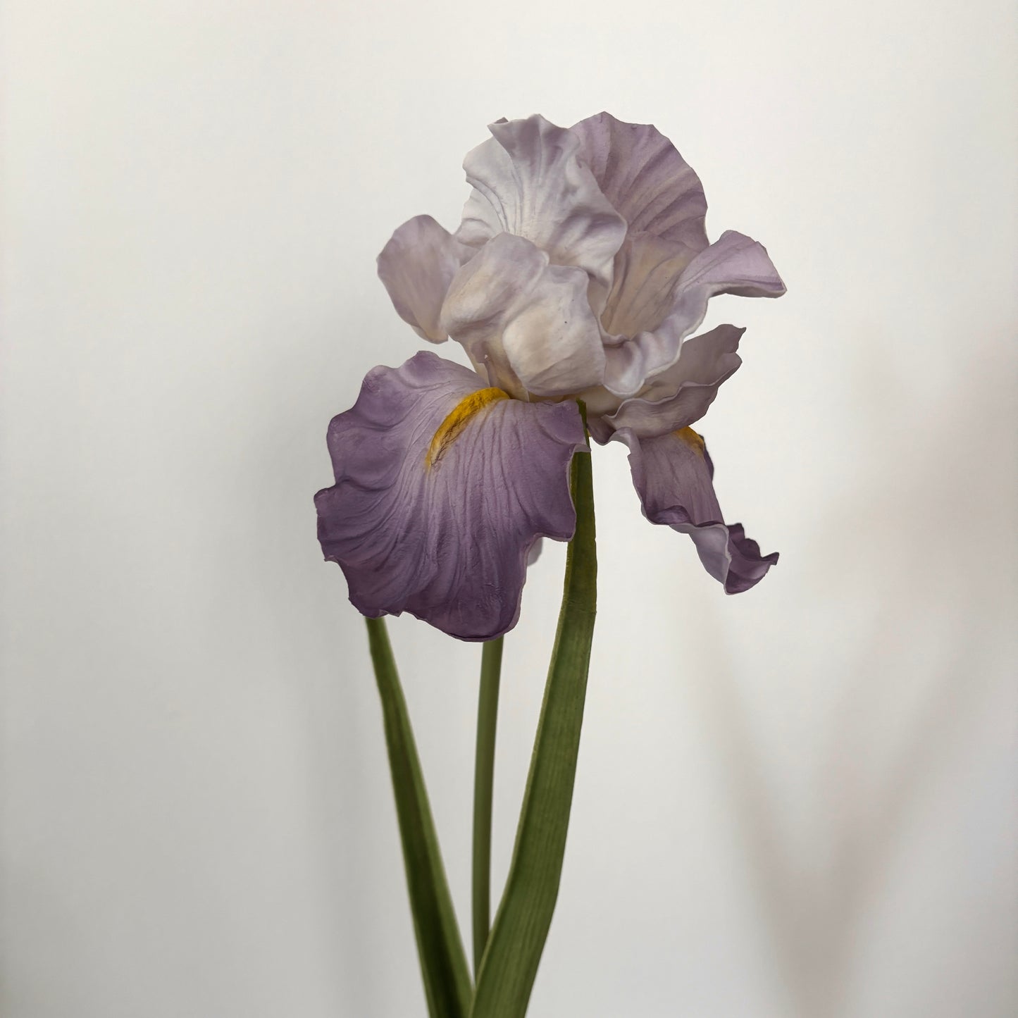 Iris - Lilla