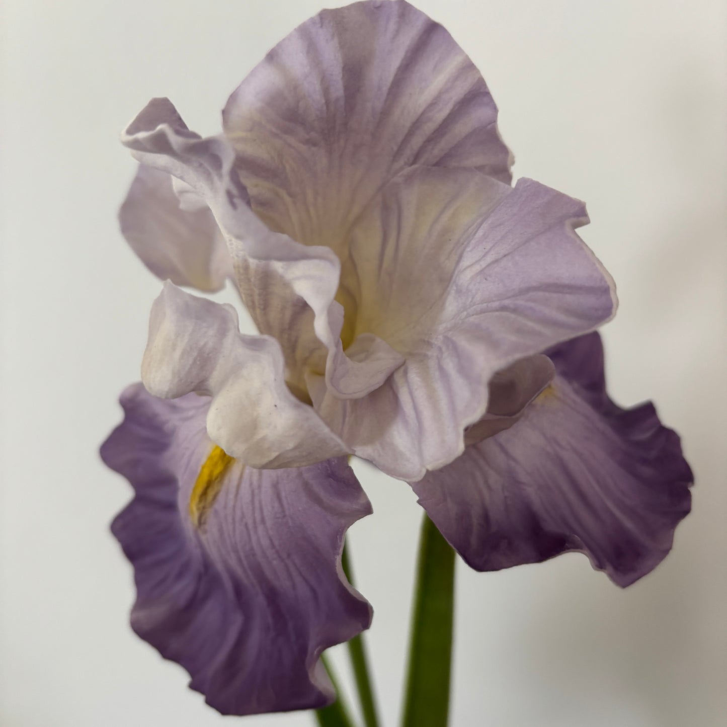 Iris - Lilla