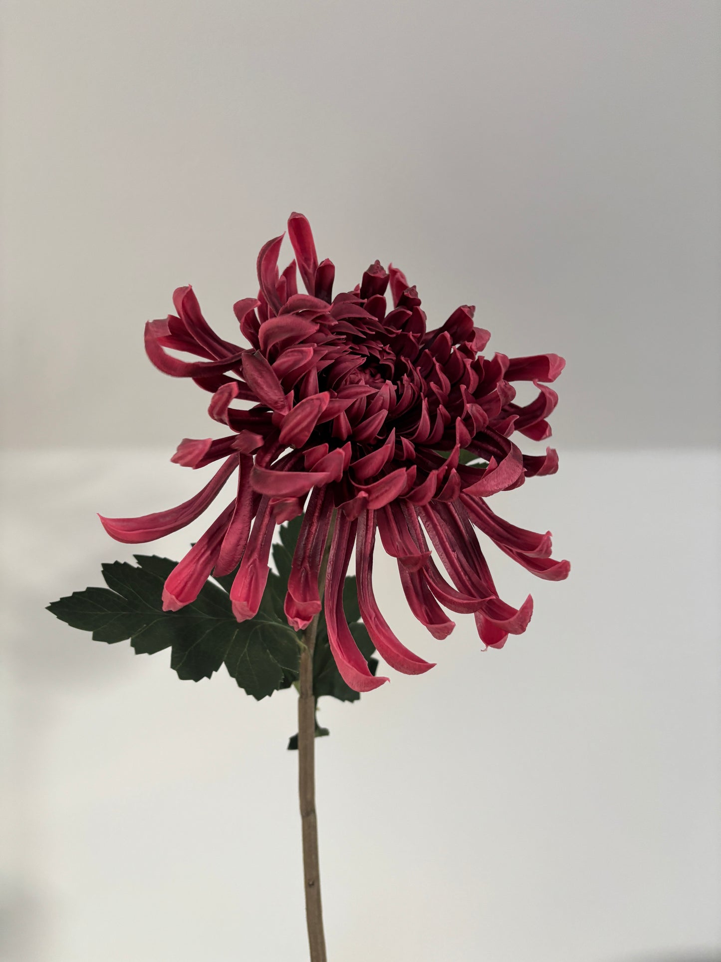 Chrysanthemum Stor - Burgundy