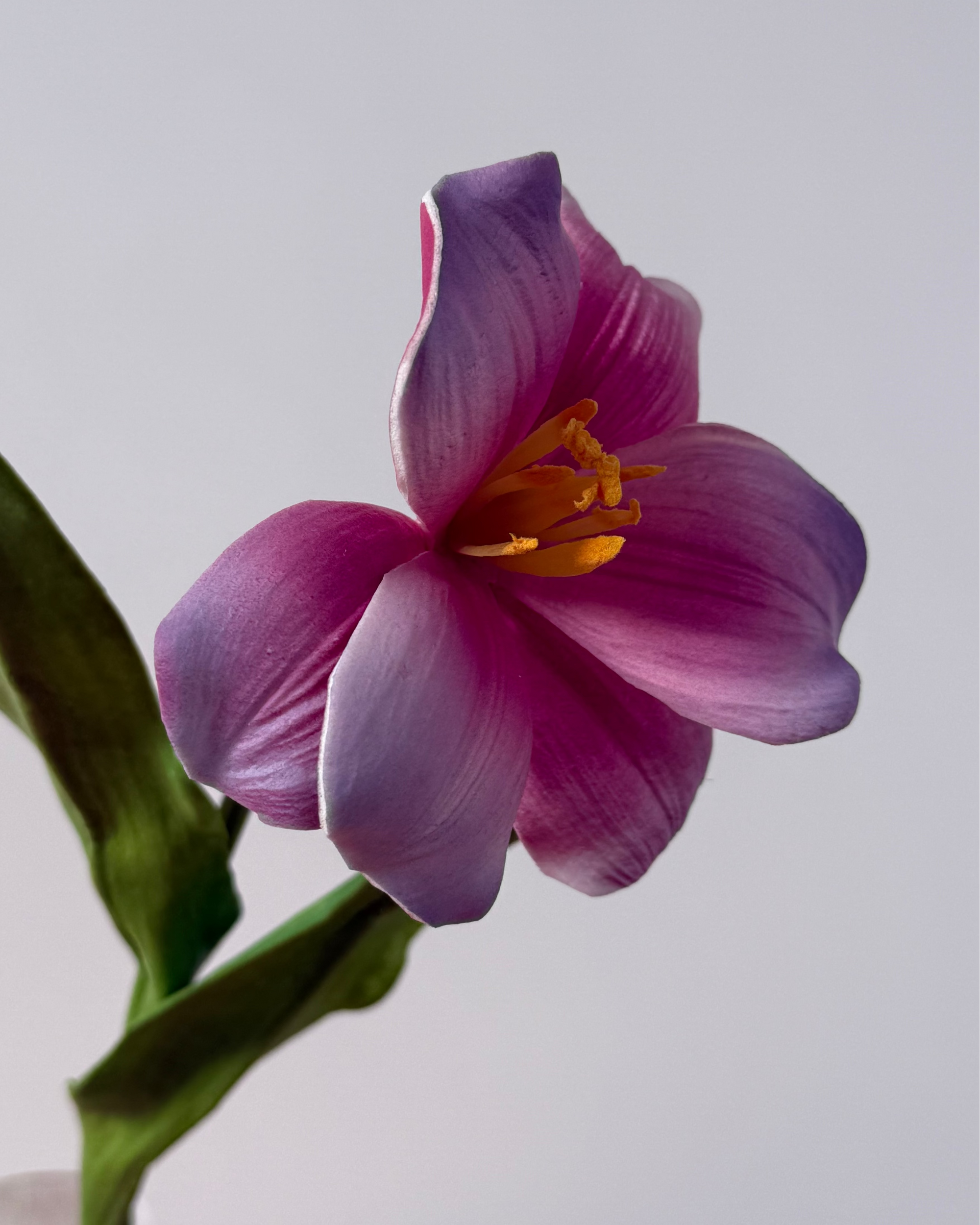 Tulipan Åben - Pink