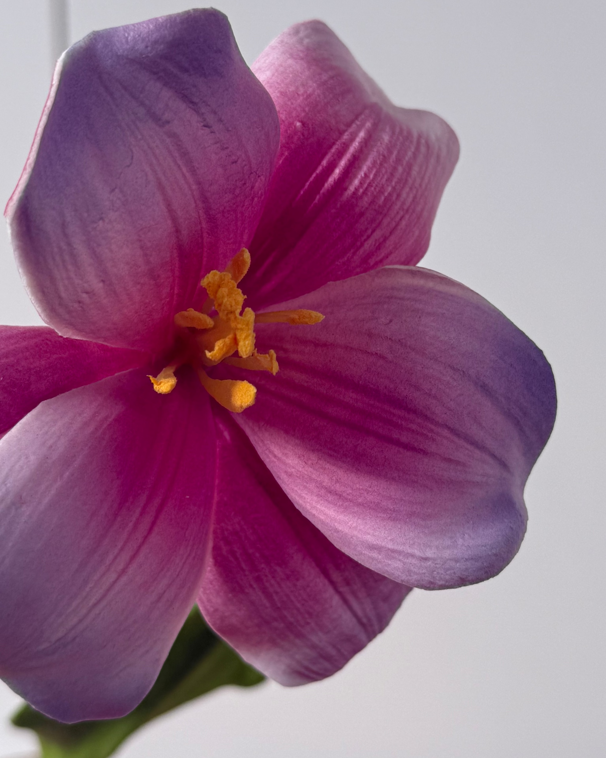 Tulipan Åben - Pink