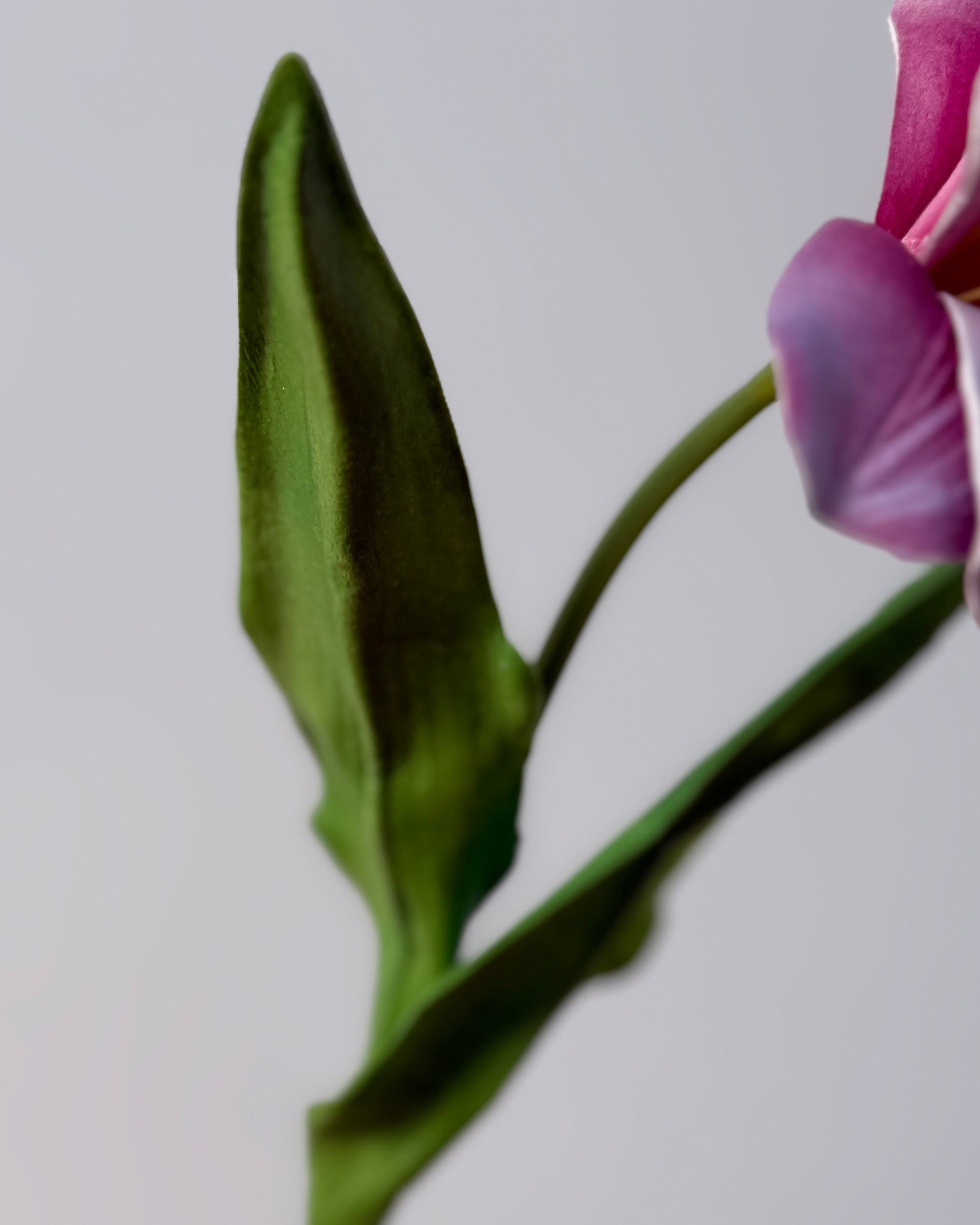 Tulipan Åben - Pink