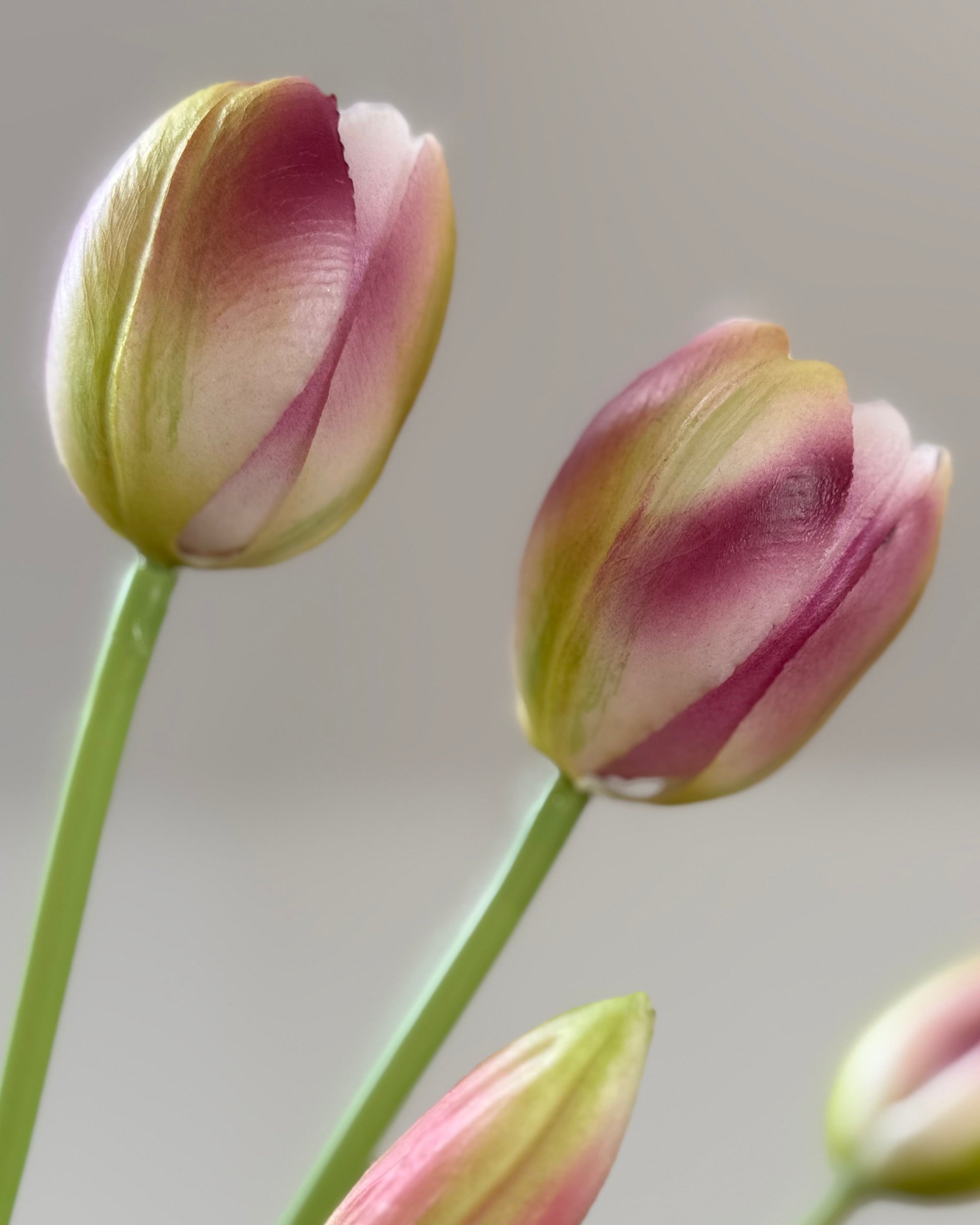 Tulipaner - Lilla &amp; Grøn