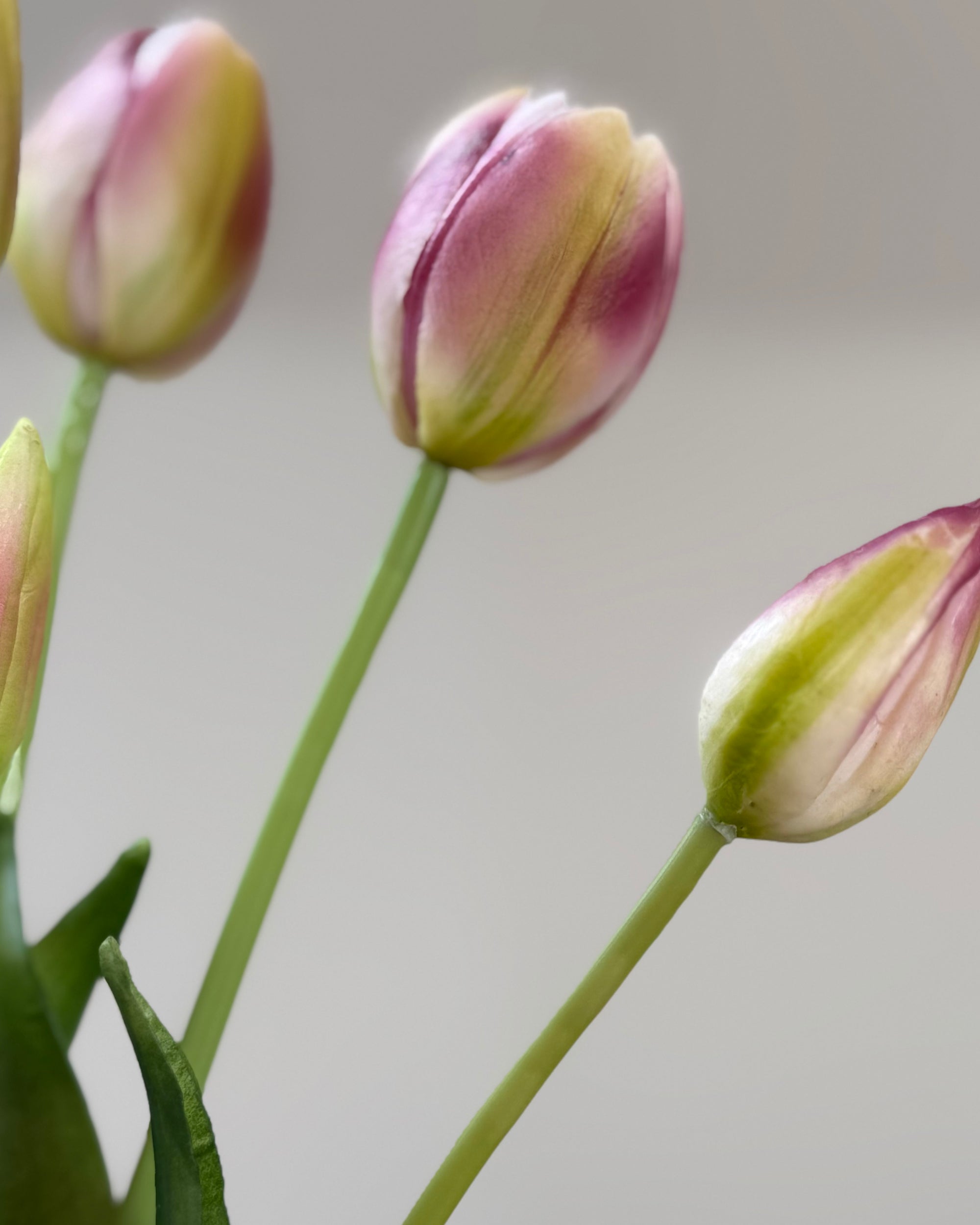 Tulipaner - Lilla &amp; Grøn