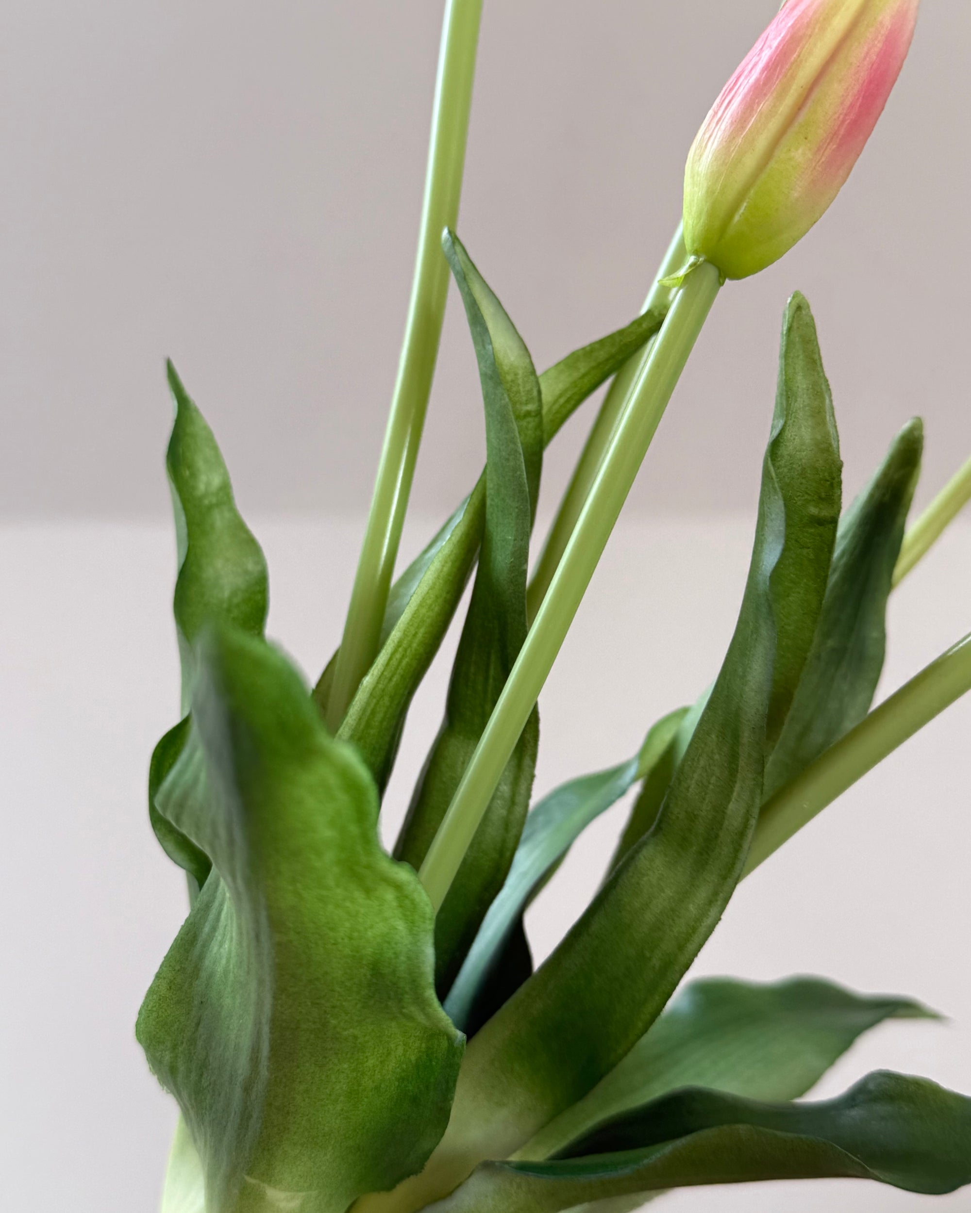 Tulipaner - Lilla &amp; Grøn