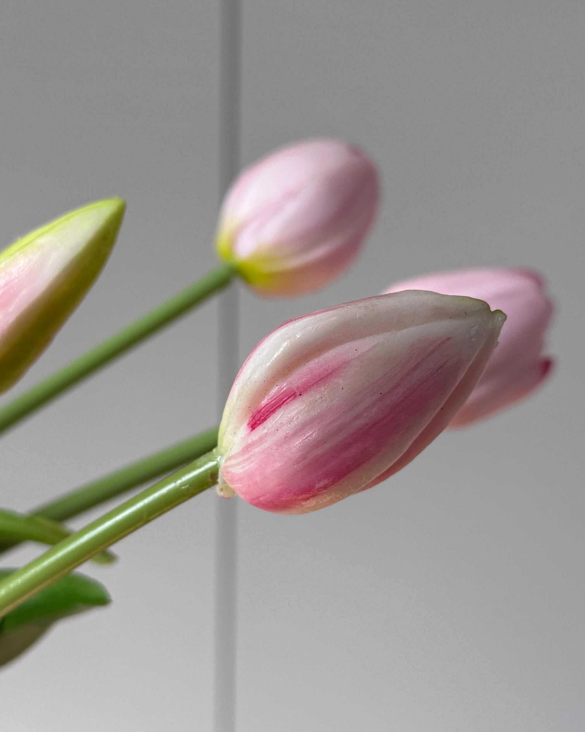 Tulipaner - Baby Lyserød