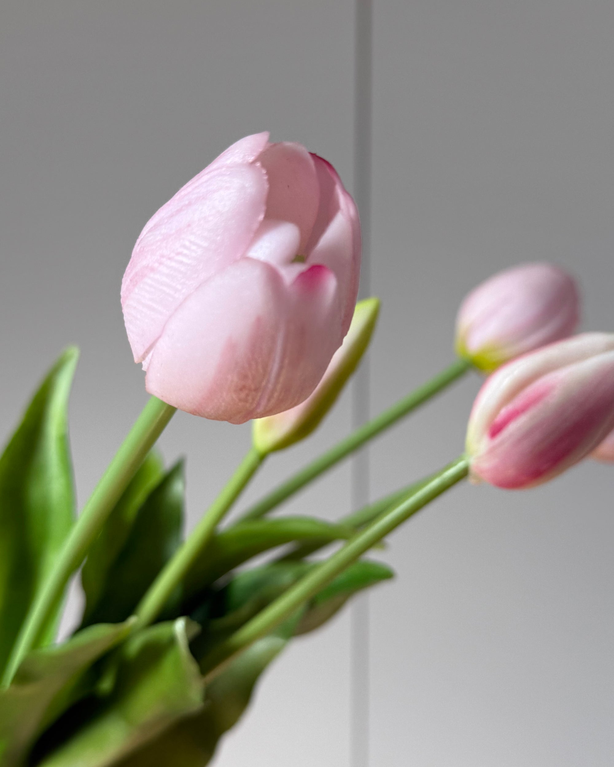 Tulipaner - Baby Lyserød