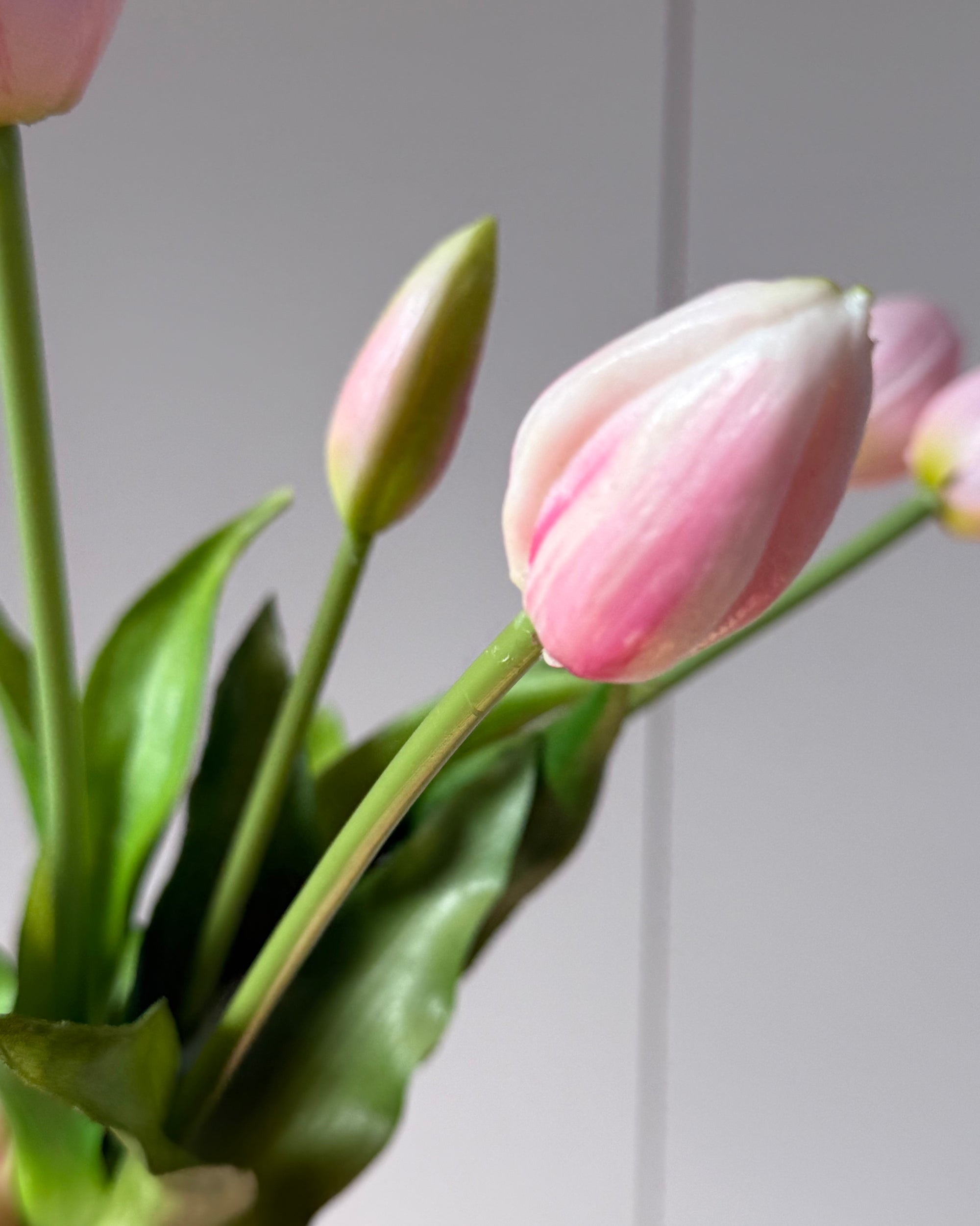 Tulipaner - Baby Lyserød