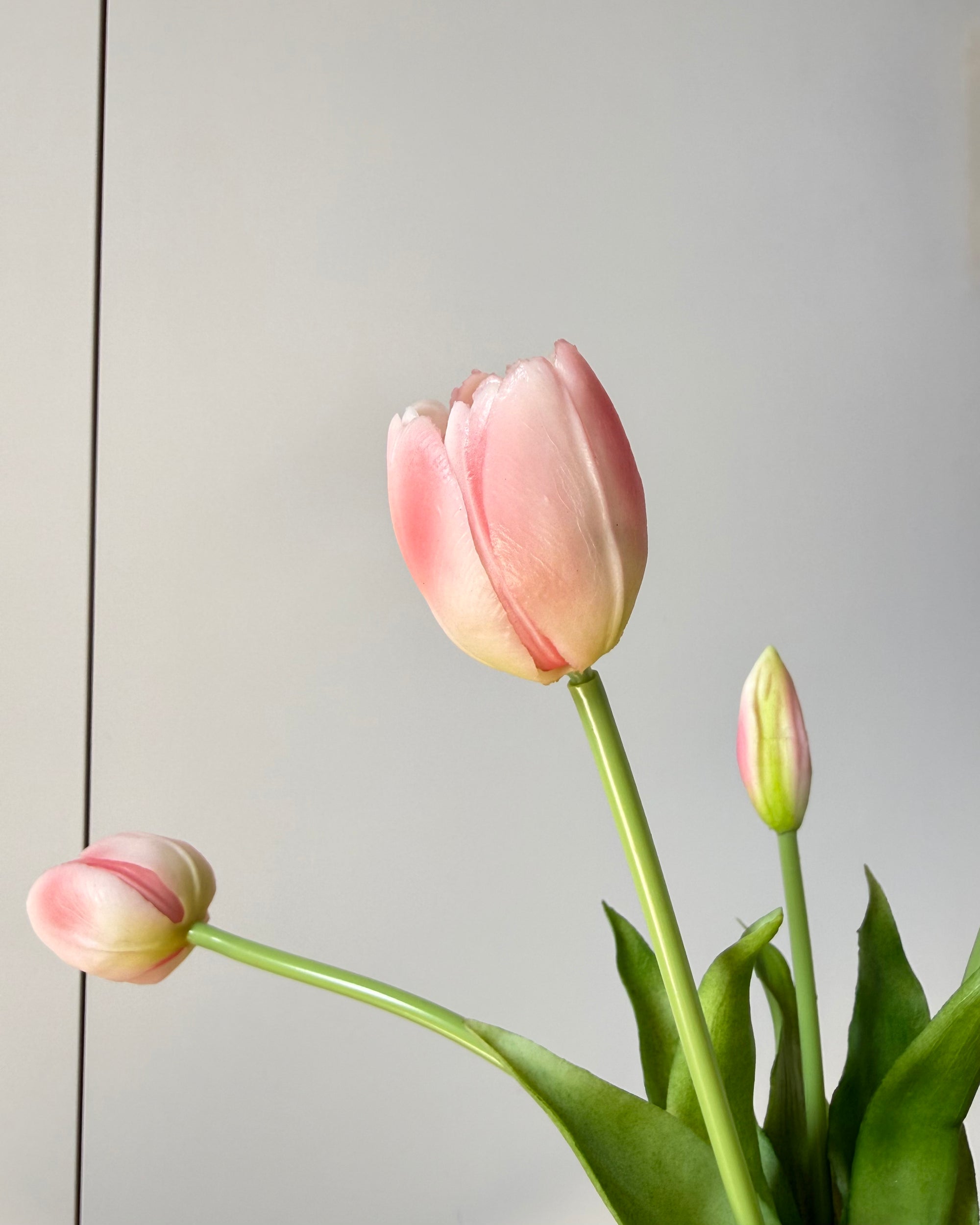 Tulipaner - Sart Pink