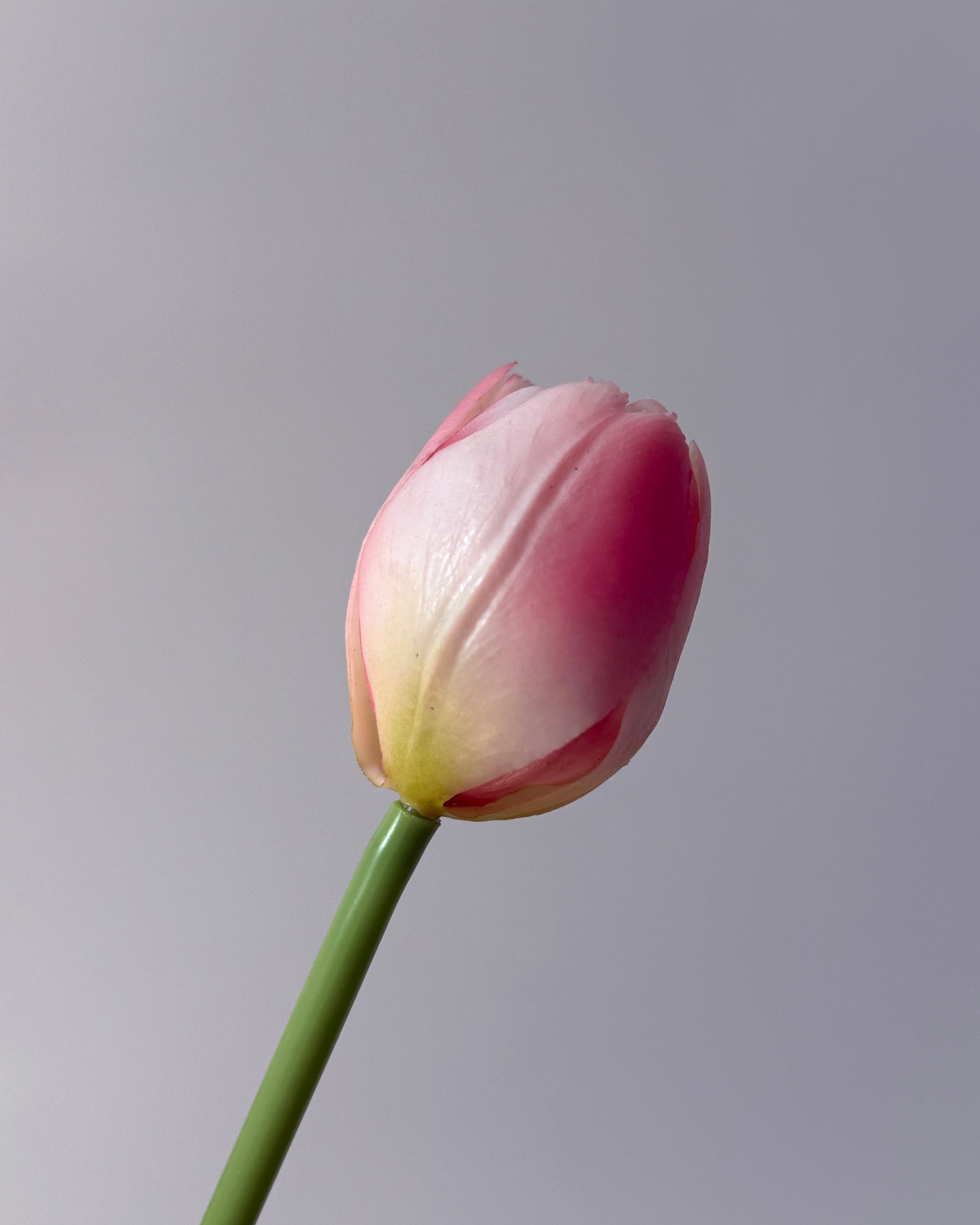 Tulipaner - Sart Pink