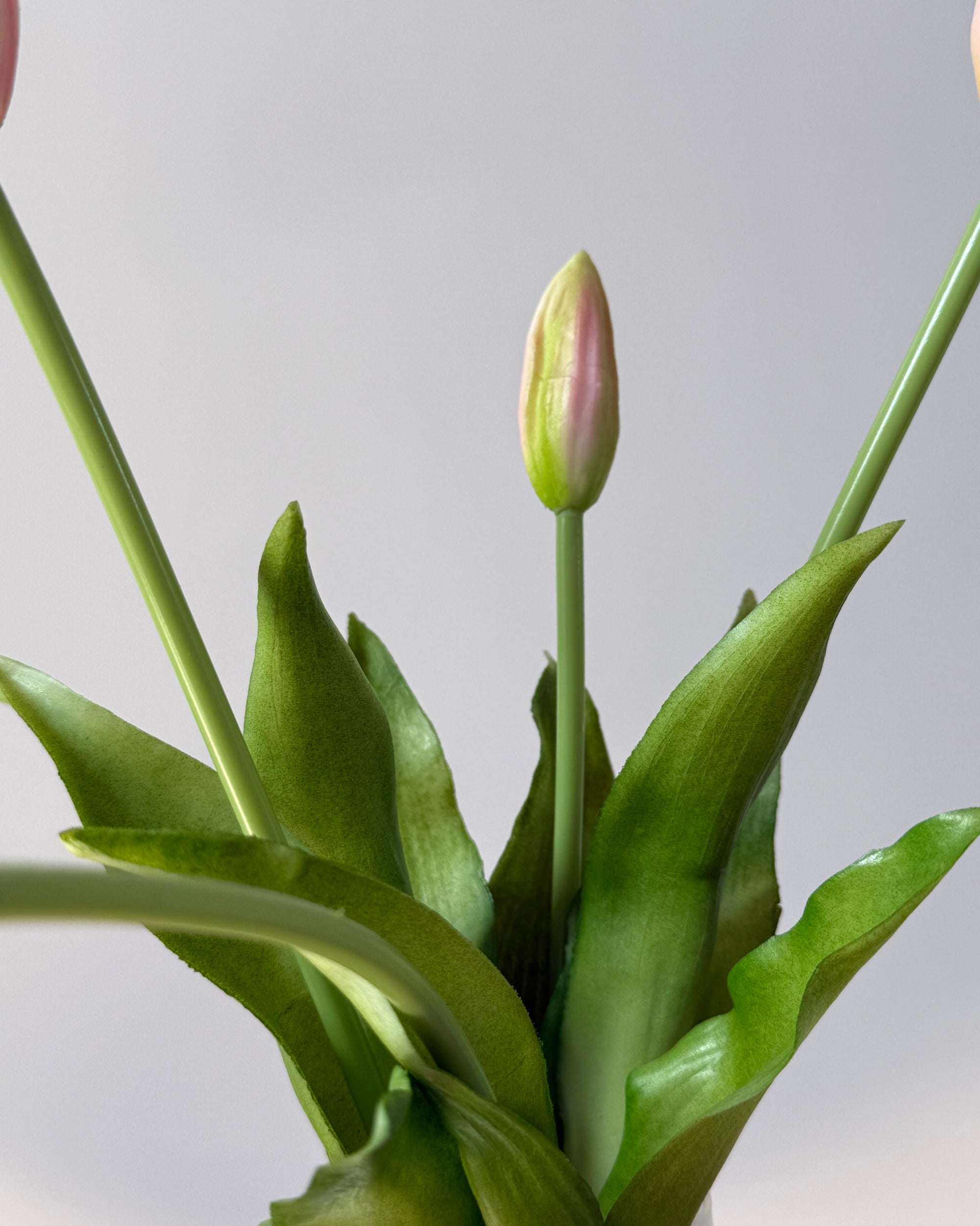 Tulipaner - Sart Pink