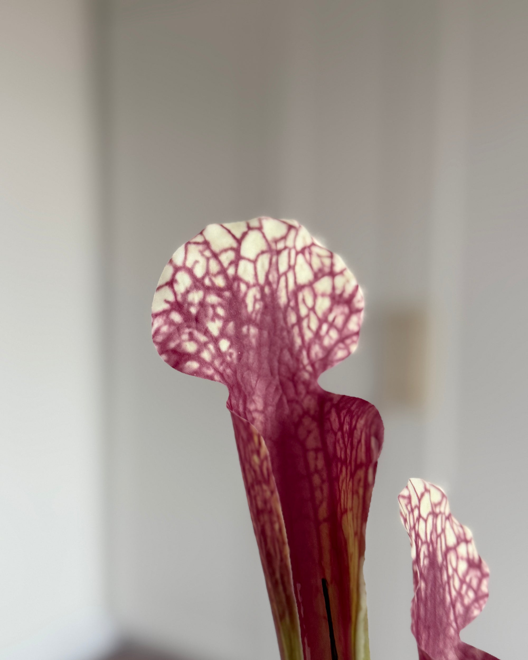 Fluetrompet - Pink