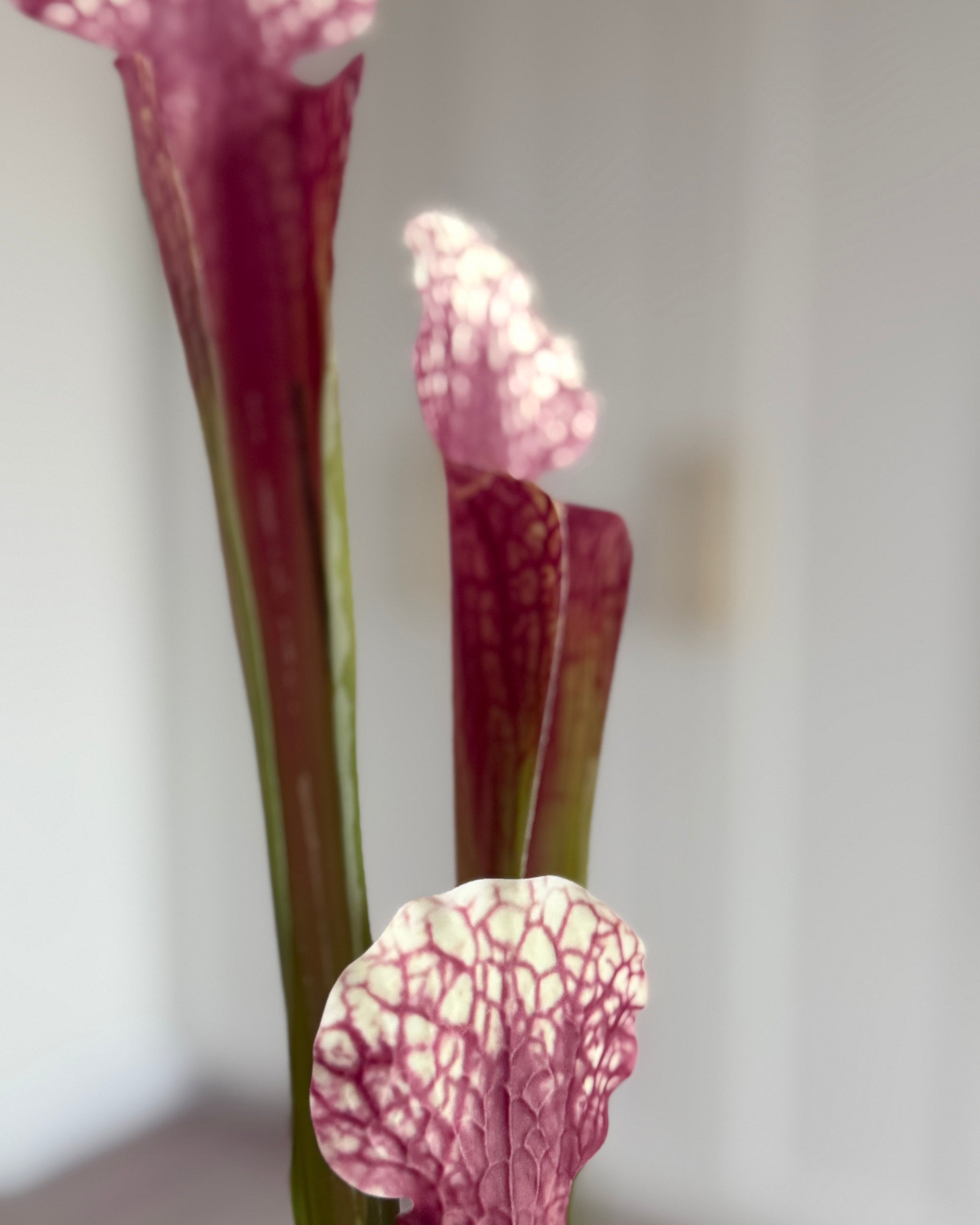 Fluetrompet - Pink