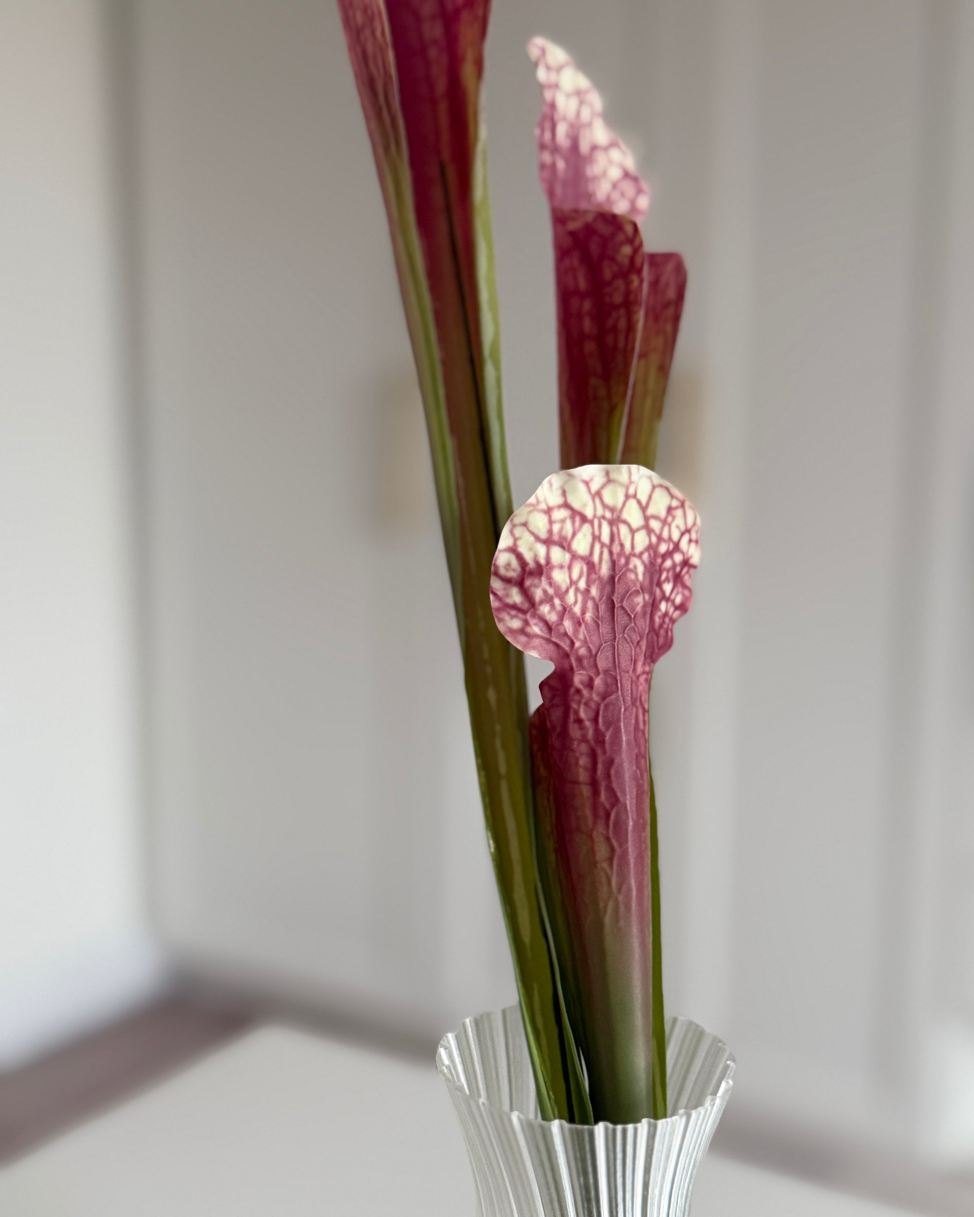 Fluetrompet - Pink