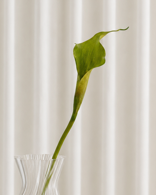 Stor Calla Lilje - Grøn