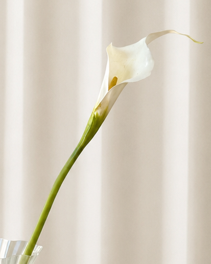 Stor Calla Lilje - Hvid