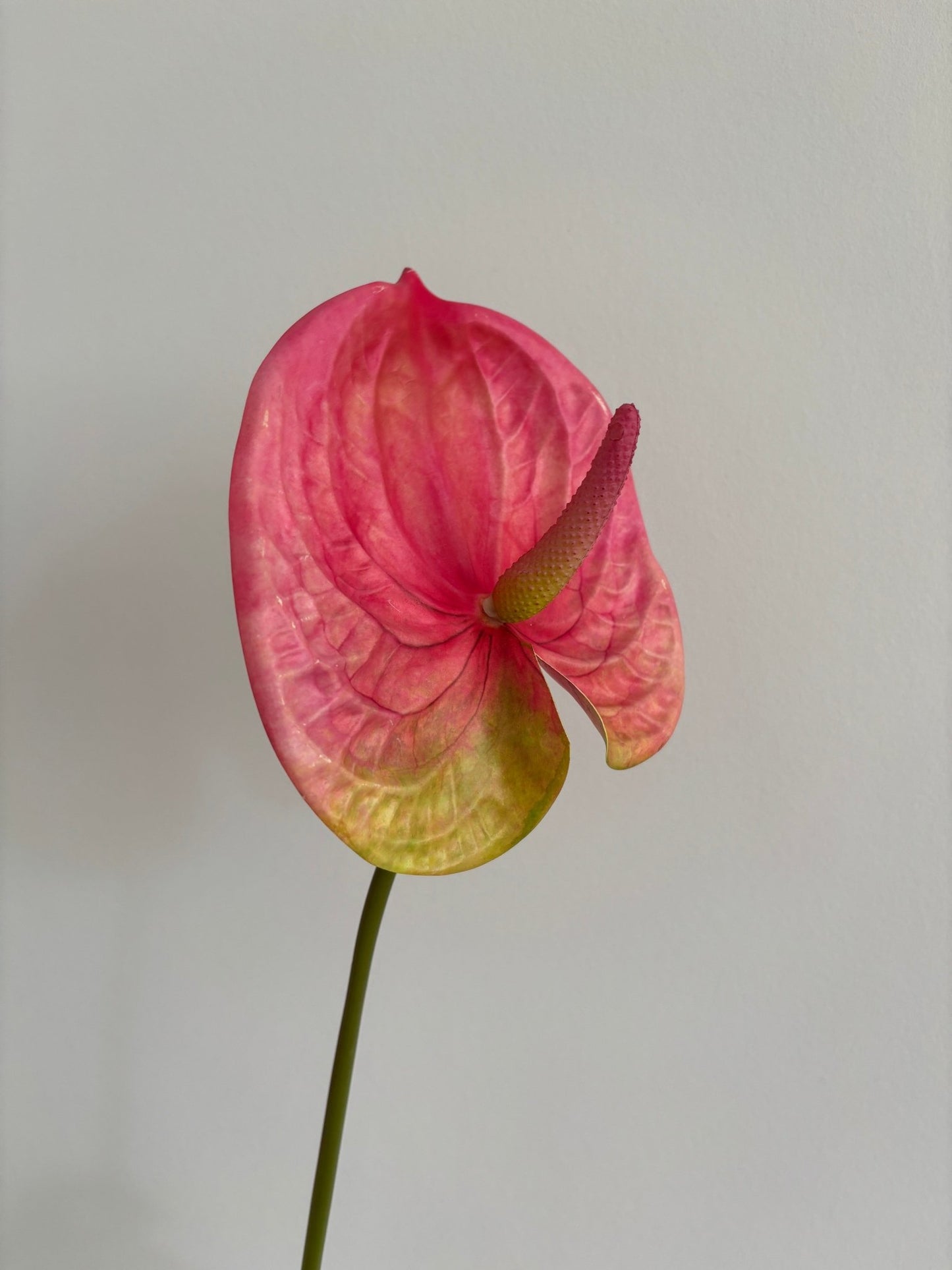 Anthurium Flamingoblomst - Pink - Rare Copenhagen