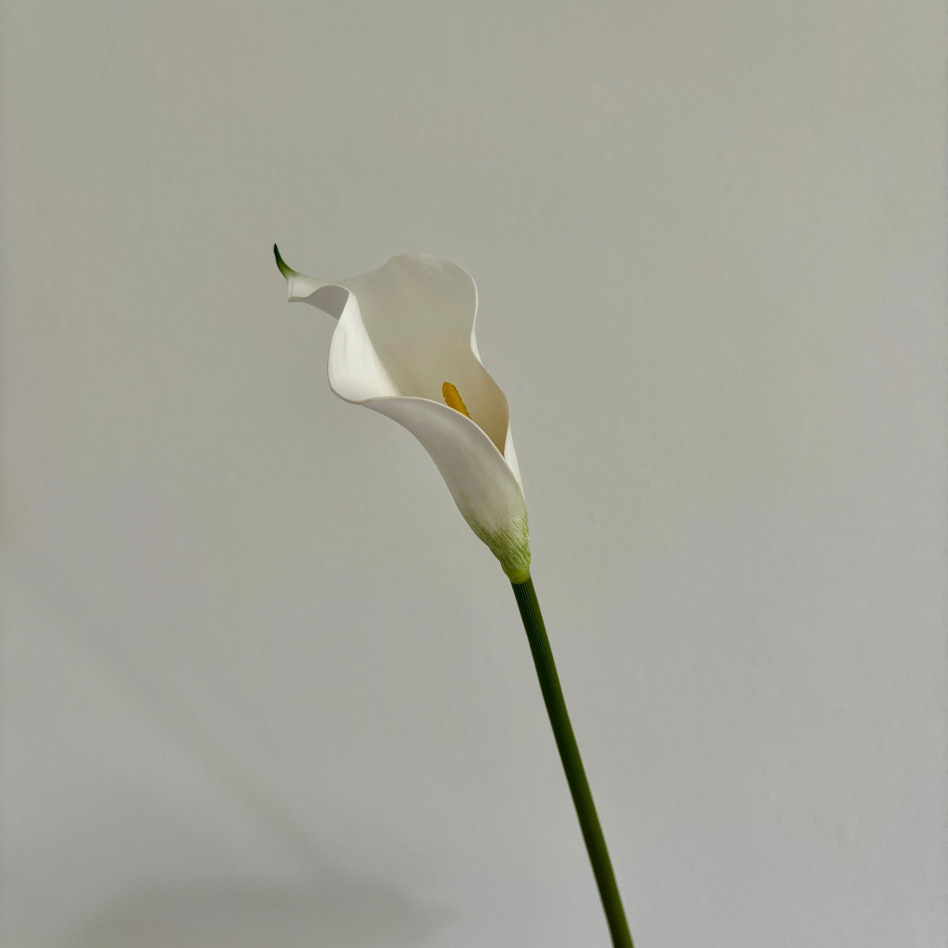 Calla Lilje - Hvid - Rare Copenhagen