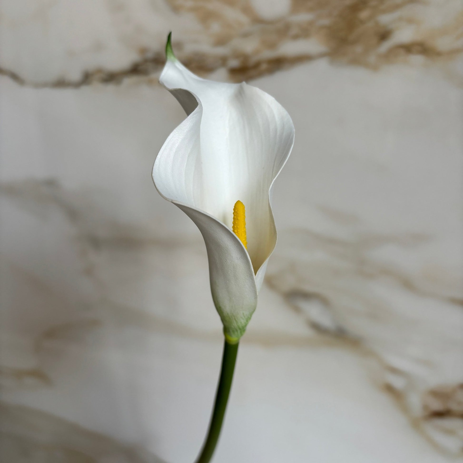 Calla Lilje - Hvid - Rare Copenhagen