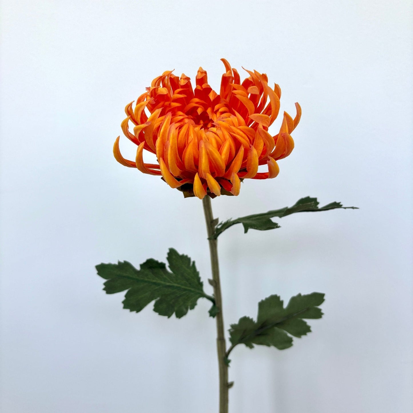 Chrysanthemum Blomst - Orange - Rare Copenhagen