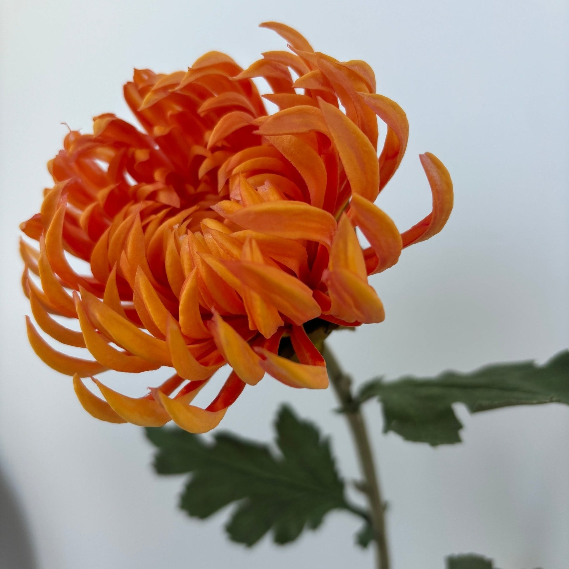 Chrysanthemum Blomst - Orange - Rare Copenhagen