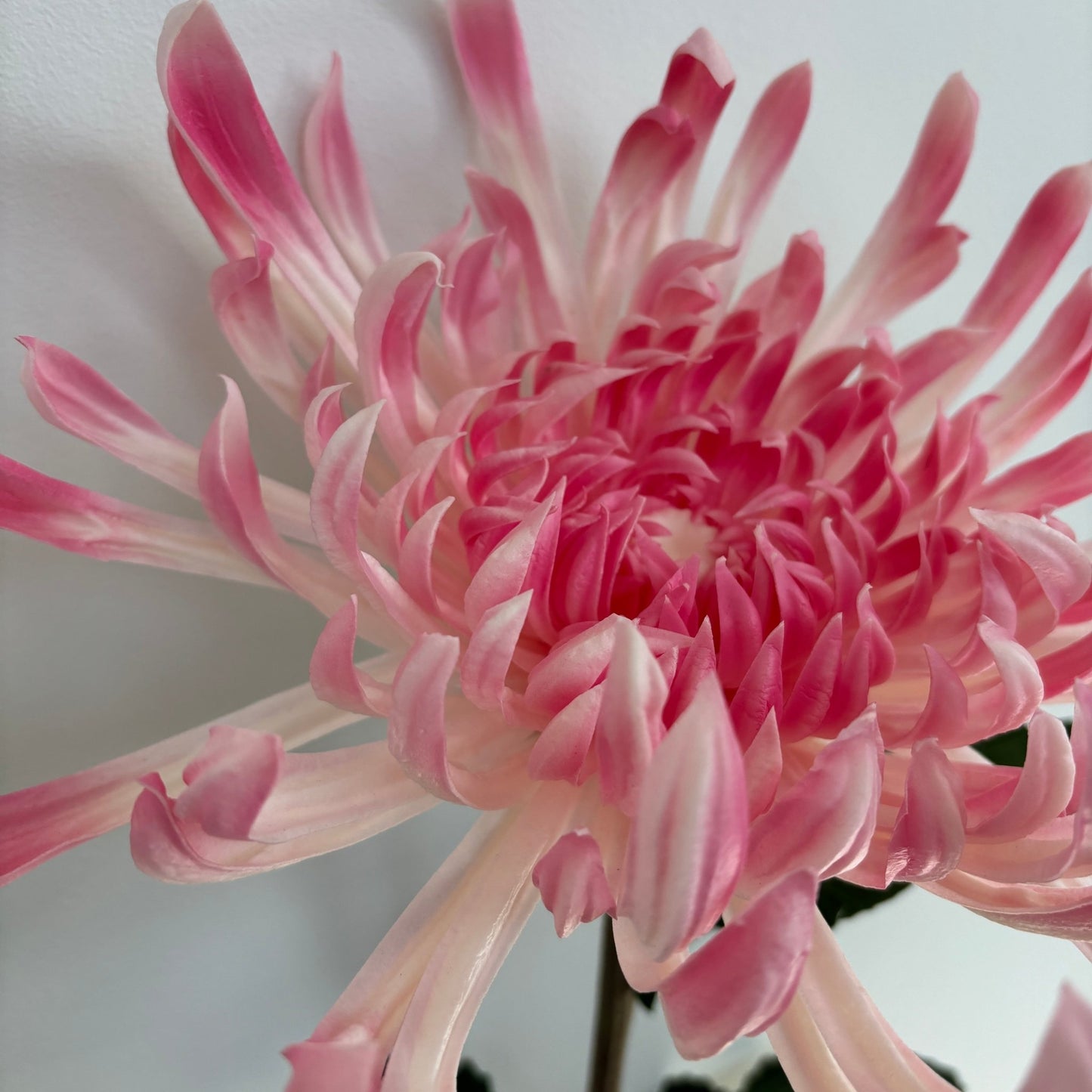 Chrysanthemum Stor - Lyserød - Rare Copenhagen