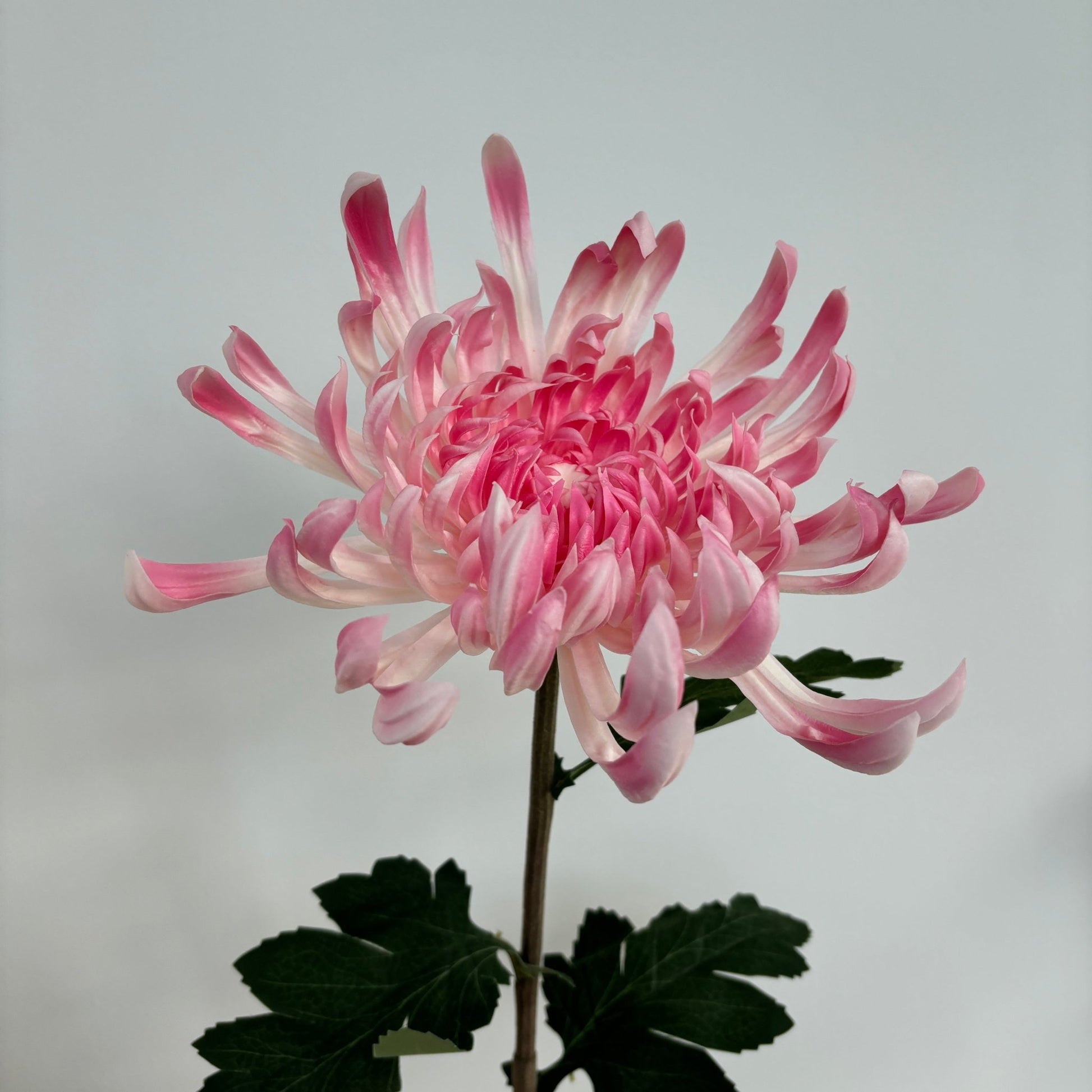 Chrysanthemum Stor - Lyserød - Rare Copenhagen