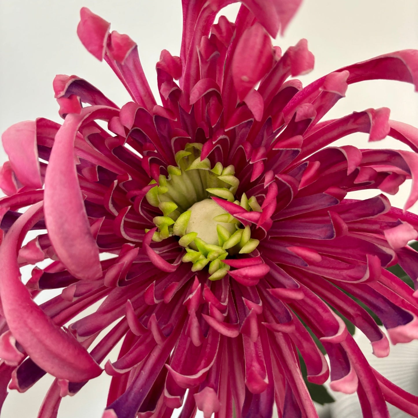 Chrysanthemum Stor - Pink - Rare Copenhagen