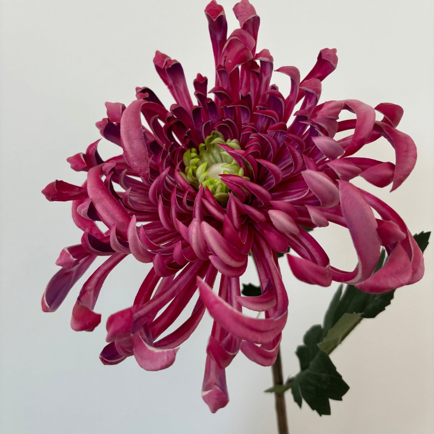 Chrysanthemum Stor - Pink - Rare Copenhagen