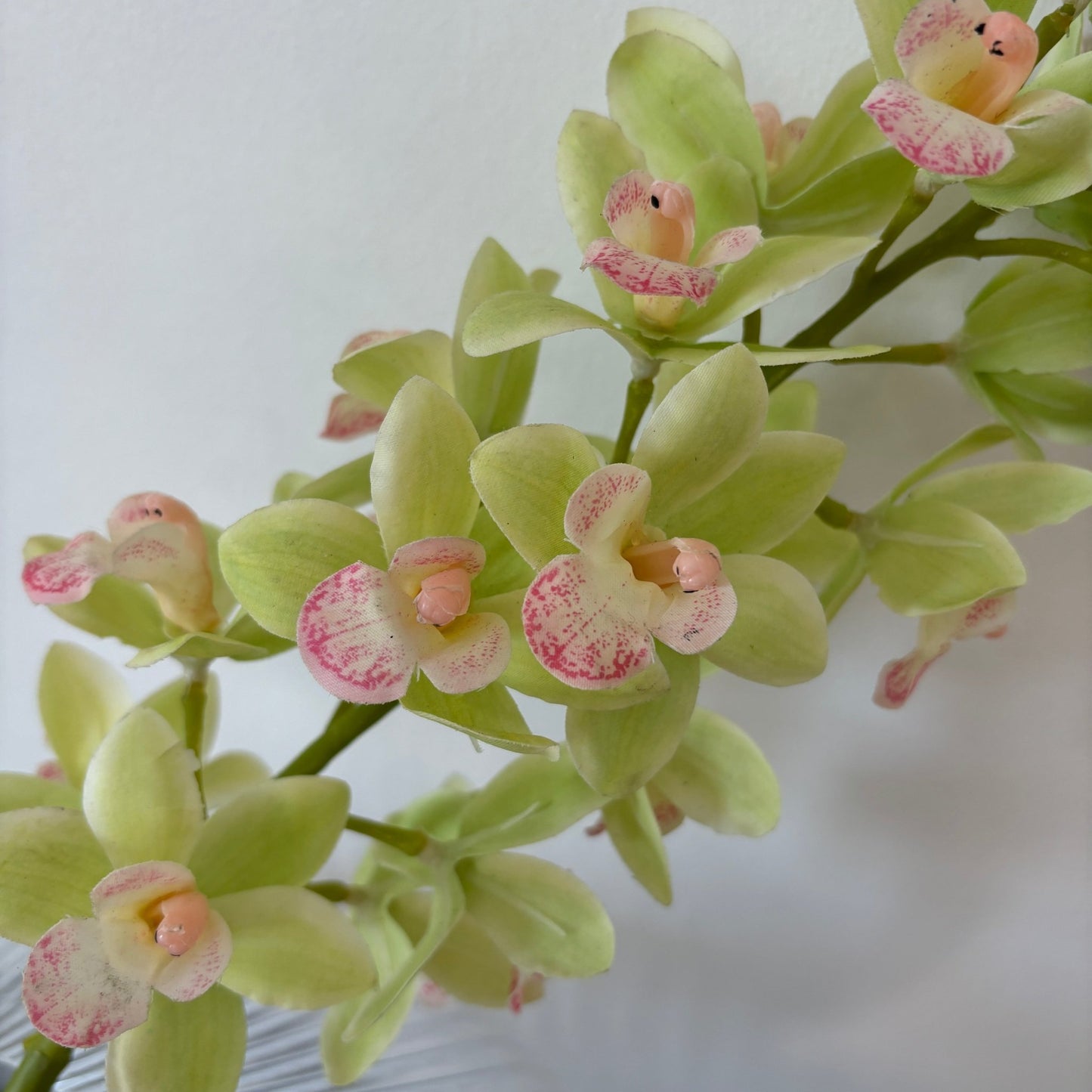 Cymbidium Orkide - Grøn - Rare Copenhagen