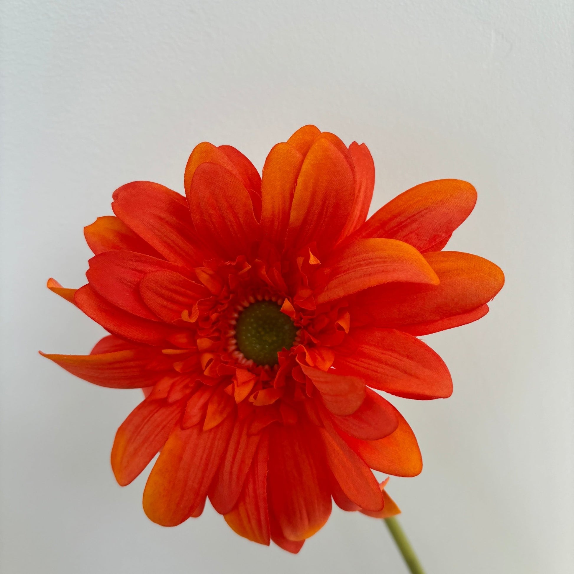 Gerbera - Orange - Rare Copenhagen