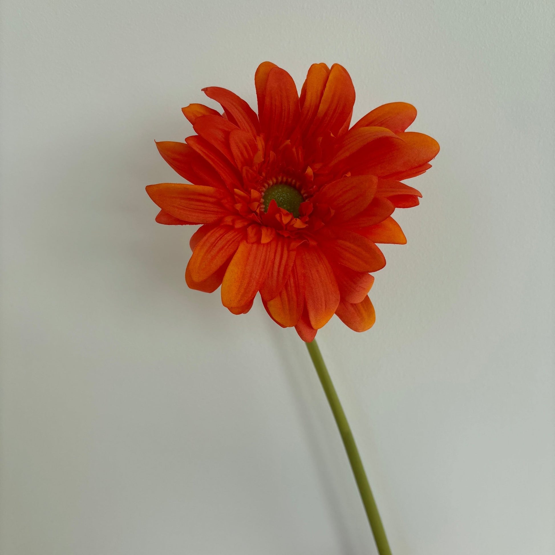 Gerbera - Orange - Rare Copenhagen