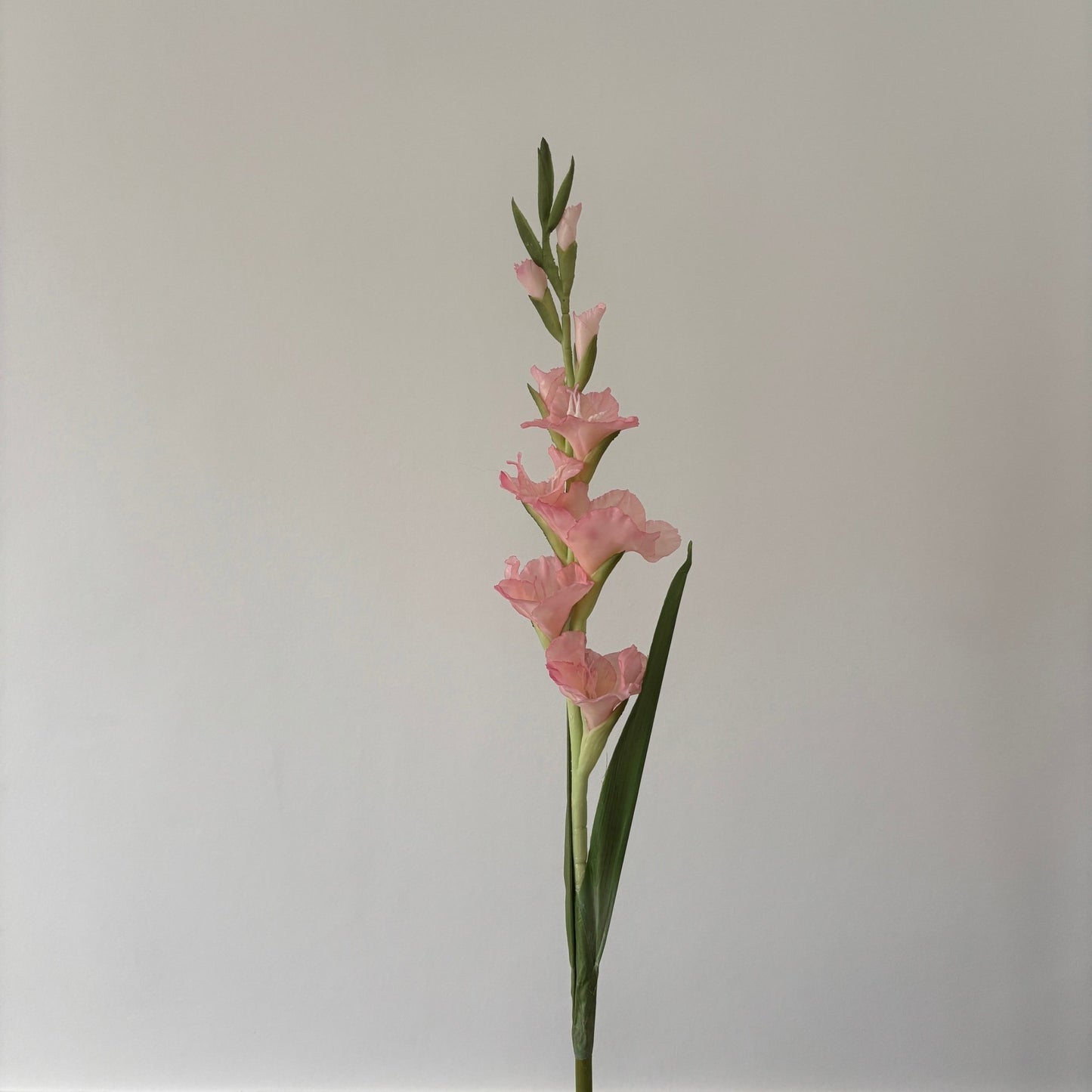 Gladiolus - Lyserød - Rare Copenhagen