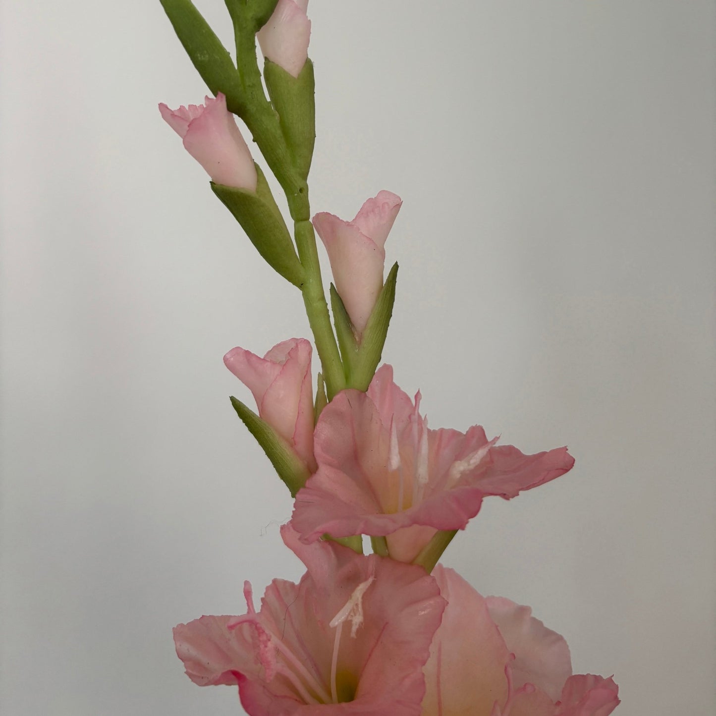 Gladiolus - Lyserød - Rare Copenhagen