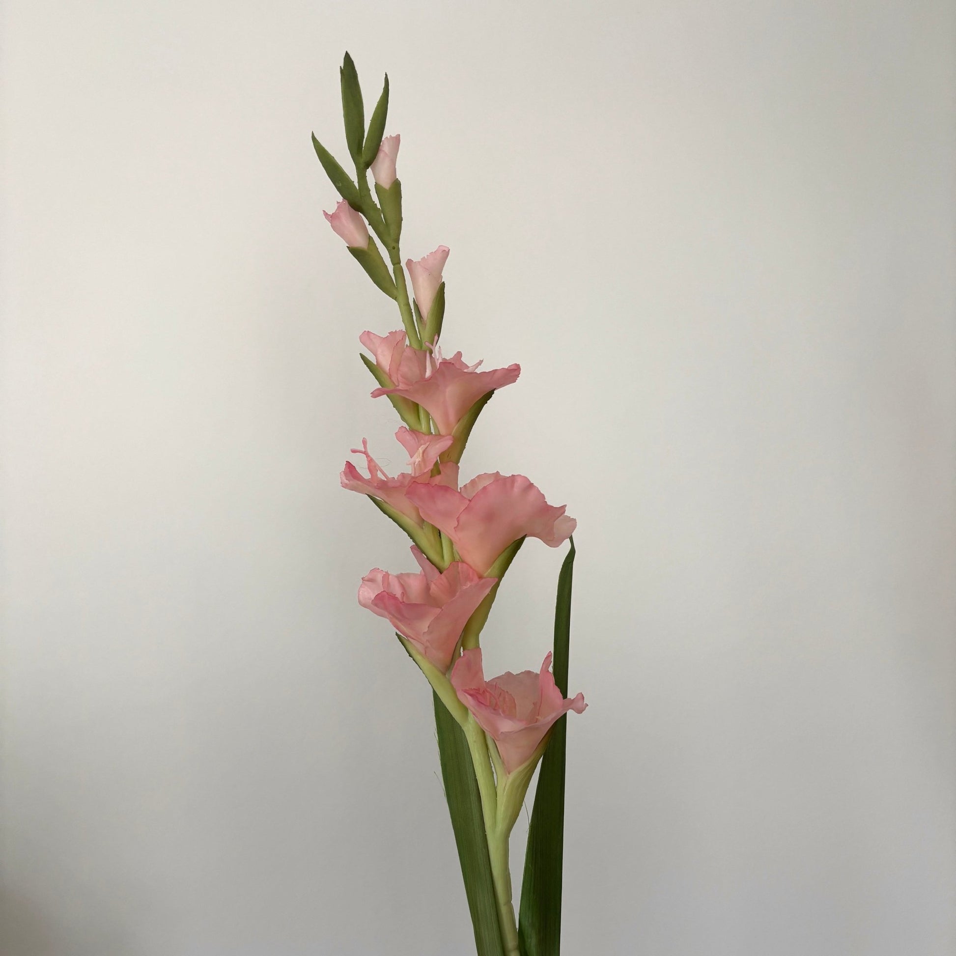 Gladiolus - Lyserød - Rare Copenhagen