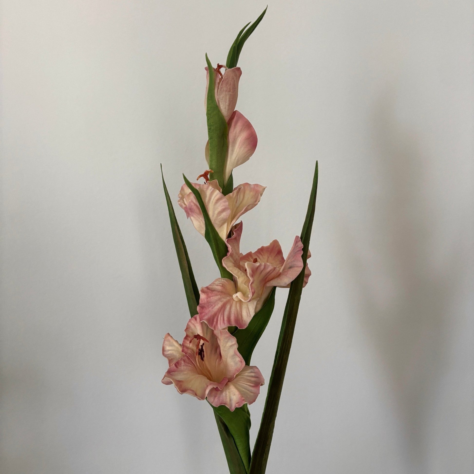 Gladiolus - Rosa - Rare Copenhagen