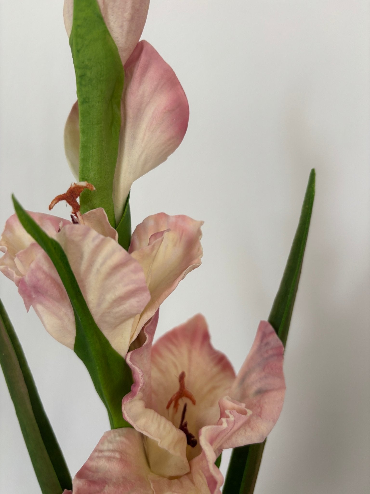 Gladiolus - Rosa - Rare Copenhagen